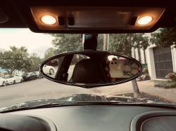 2002 BMW M Coupe in Black Sapphire Metallic over Black Nappa