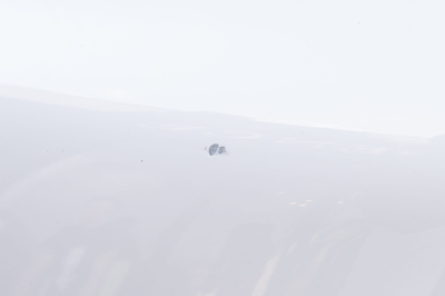 2000 BMW Z3 Coupe in Alpine White 3 over E36 Sand Beige